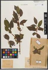 Foto von Salix phylicifolia var. sinensis Hand.-Mazz.